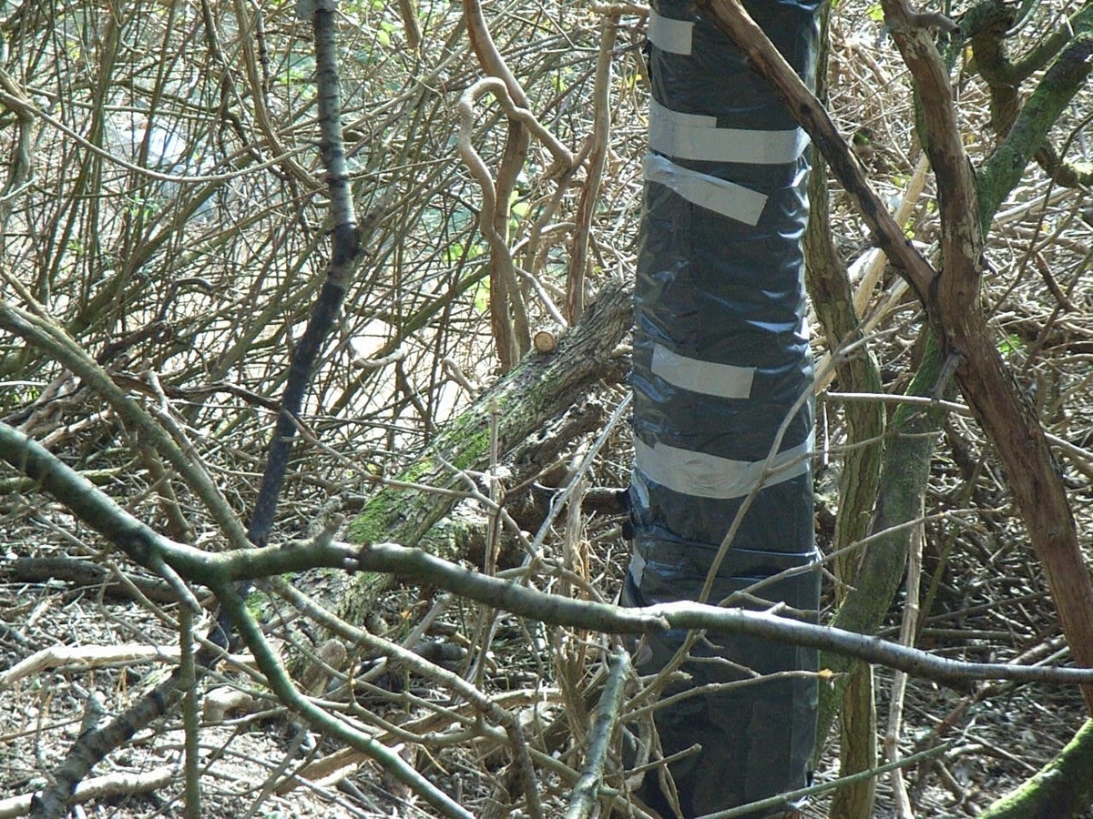 protecting cattle from yew bark